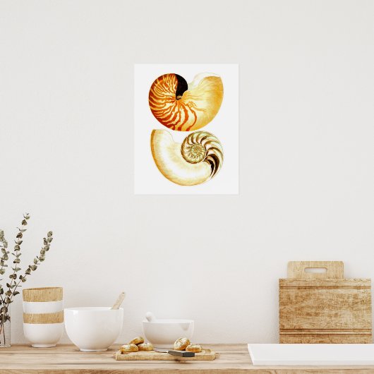 Nautilus Shell Seashell no.8 Beach Decor Art Print (Keuken)