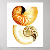 Nautilus Shell Seashell no.8 Beach Decor Art Print (Voorkant)