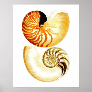 Nautilus Shell Seashell no.8 Beach Decor Art Print
