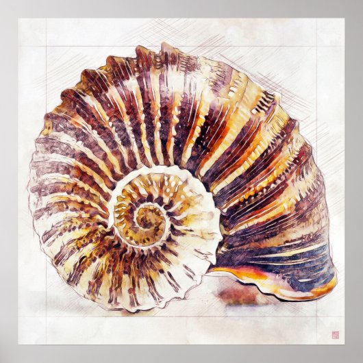Nautilus Shell Tekening - Kunstdruk Poster (Voorkant)