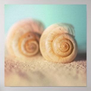 Nautilus Shells op strand Poster