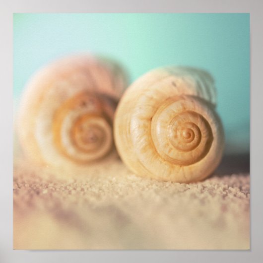 Nautilus Shells op strand Poster (Voorkant)