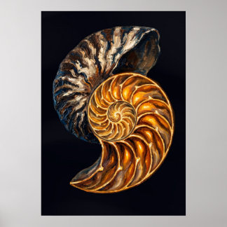 Nautilusschaal Dwarsdoorsnede — Gulden Spiraal Poster