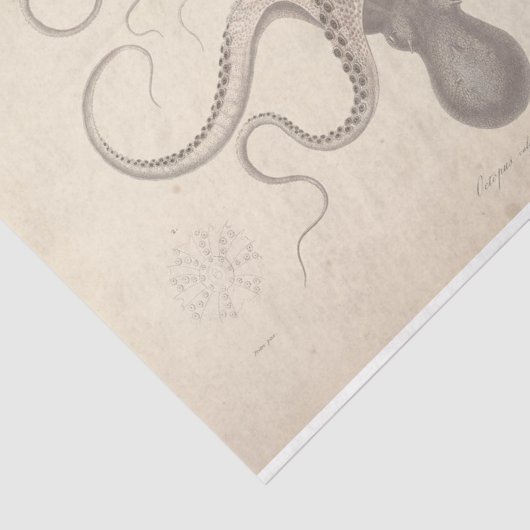 Nautisch octopusschrift Ephemera Decoupage Tissuepapier (Detail)