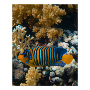 Nautische foto's Marine Animal Photography Fish Pi Perfect Poster