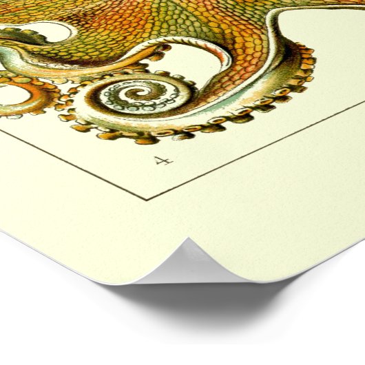  Nautische octopus door Ernst Haeckel Poster (Hoek)