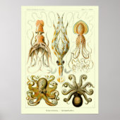  Nautische octopus door Ernst Haeckel Poster (Voorkant)