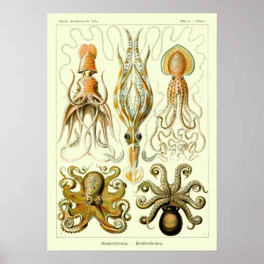 Nautische octopus door Ernst Haeckel Poster (Voorkant)