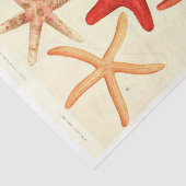 Nautische Rode Zeester Ephemera Decoupage Tissuepapier (Detail)