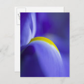Nauwe details van een blauwe vlag iris. briefkaart (Voorkant / Achterkant)