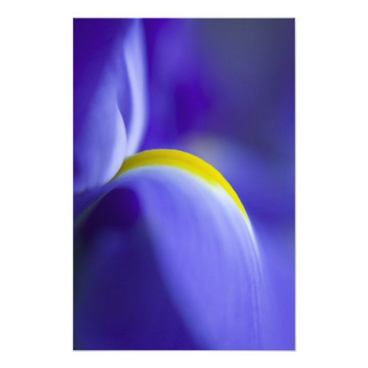 Nauwe details van een blauwe vlag iris. foto afdruk (Voorkant)