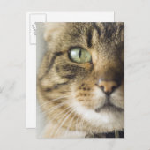 Nauwe kat (focus op oog) briefkaart (Voorkant / Achterkant)