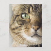 Nauwe kat (focus op oog) briefkaart (Voorkant)