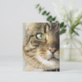 Nauwe kat (focus op oog) briefkaart (Staand voorkant)