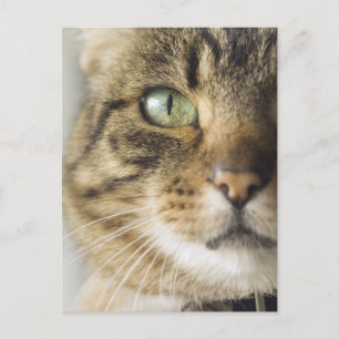 Nauwe kat (focus op oog) briefkaart