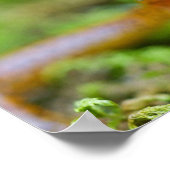 Nauwe uitzicht van de salamander poster (Hoek)