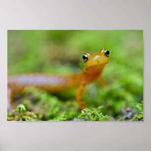 Nauwe uitzicht van de salamander poster