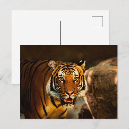 Nauwe Vibrant Tiger Briefkaart (Voorkant / Achterkant)