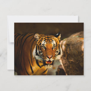 Nauwe Vibrant Tiger Briefkaart