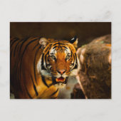 Nauwe Vibrant Tiger Briefkaart (Voorkant)