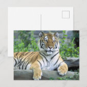Nauwe Vibrant Tiger Briefkaart (Voorkant / Achterkant)