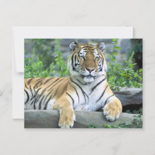 Nauwe Vibrant Tiger Briefkaart