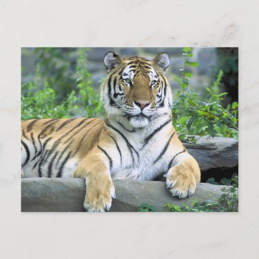 Nauwe Vibrant Tiger Briefkaart (Voorkant)