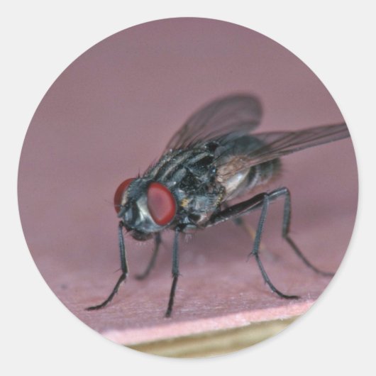Nauwer uitzicht van huisvlieg insect ronde sticker (Voorkant)