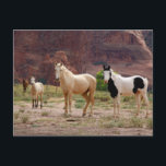 Navajo-paarden lopen vrij op de Canyon-vloer Briefkaart<br><div class="desc">COPYRIGHT Cindy Miller Hopkins / DanitaDelimont.com | US03 CMI0045.jpg | Arizona,  Navajo Indian Reservation,  Chinle,  Canyon de Chelly National Monument,  Canyon del Muerto. Navajo-paarden lopen vrij op de vloer van de canyon. | DanitaDelimont.com | Cindy Miller Hopkins | US03 CMI0045</div>
