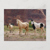 Navajo-paarden lopen vrij op de canyonbodem
