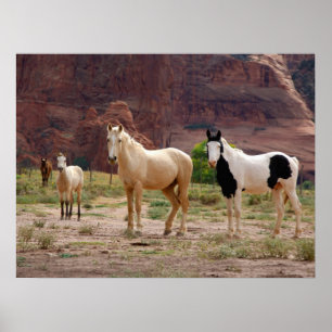 Navajo-paarden lopen vrij op de canyonbodem poster