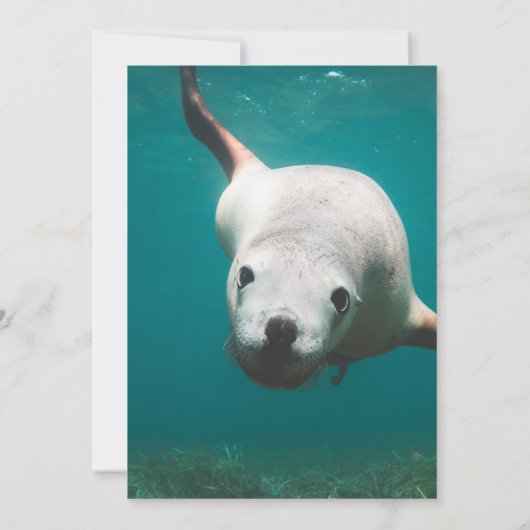 Navy Blue Underwater Zee Lion Aqua Coastal Wedding Save The Date (Achterkant)