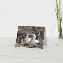 Nazca Vogel Vriendschaps Wenskaart