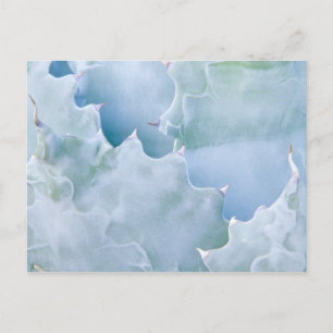 NB, Verenigde Staten, Arizona, Tucson, Sonora Dese Briefkaart