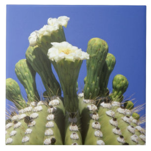 NB, Verenigde Staten, Arizona, Tucson, Sonora Dese Tegeltje