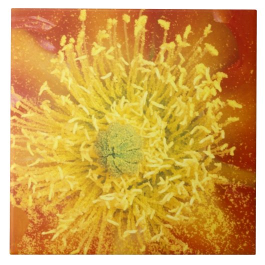 NB, Verenigde Staten, Arizona, Tucson, Sonora Dese Tegeltje (Voorkant)