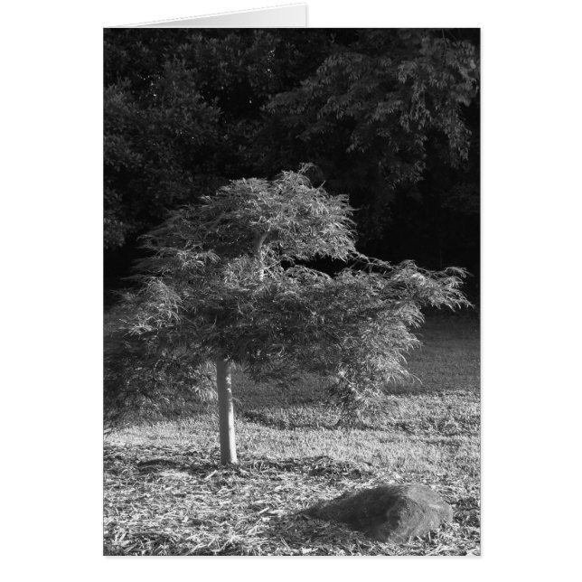 NC/Noir, kaart (Voorkant)