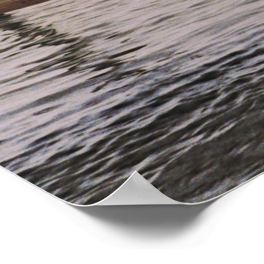 NC Pelicans Poster (Hoek)