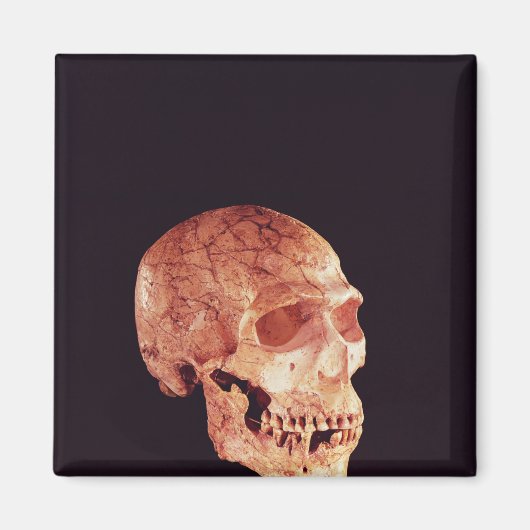 Neanderthaler ontdekt op Mt Carmel Magneet (Voorkant)