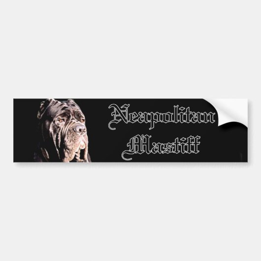 Neapolitan Mastiff-bumper sticker (Voorkant)