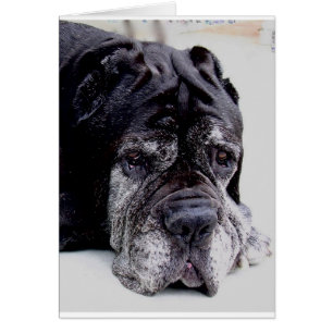neapolitan mastiff.png