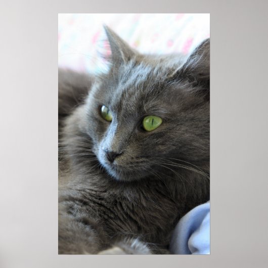 Nebelung cat poster (Voorkant)