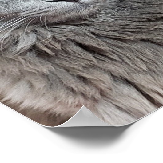 Nebelung Long-Hazard Russian Blue Cat Poster (Hoek)