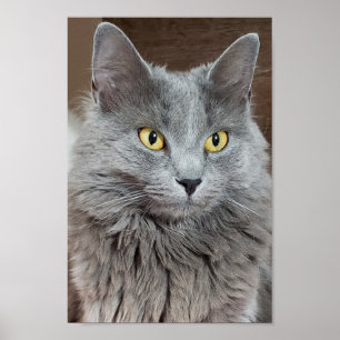 Nebelung Long-Hazard Russian Blue Cat Poster