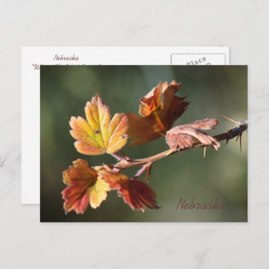 Nebraska Briefkaart (Voorkant / Achterkant)