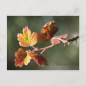 Nebraska Briefkaart (Voorkant)