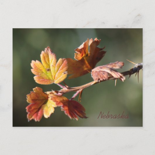 Nebraska Briefkaart (Voorkant)