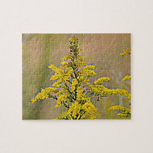Nebraska Goldenrod Legpuzzel