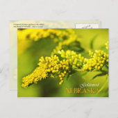 Nebraska State Flower: Goldenrod Briefkaart (Voorkant / Achterkant)
