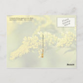Nebraska State Flower: Goldenrod Briefkaart (Achterkant)